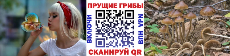 Псилоцибиновые грибы Psilocybe  Купить  Алексеевка 